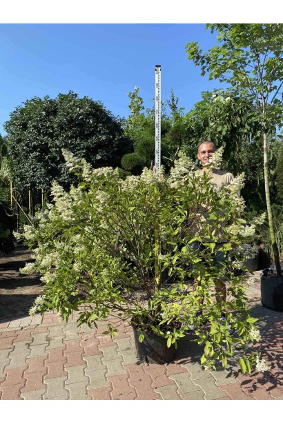 Гортензія волотиста Грандіфлора - ком40кг/вис.80-100см/Ø60-80см